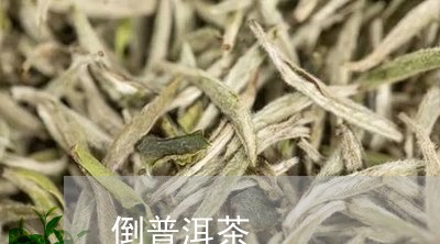 倒普洱茶/2023110815869