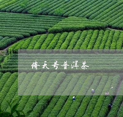 倚天号普洱茶/2023042715292