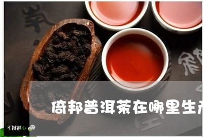 倚邦普洱茶在哪里生产/2023082823036