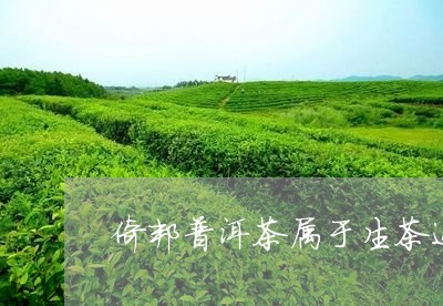 倚邦普洱茶属于生茶还是熟茶/2023110451615