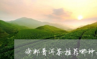 倚邦普洱茶推荐哪种好/2023121361715