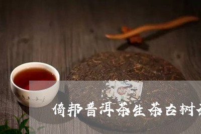 倚邦普洱茶生茶古树茶/2023120662515