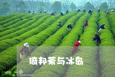 倚邦茶与冰岛/2023090795970