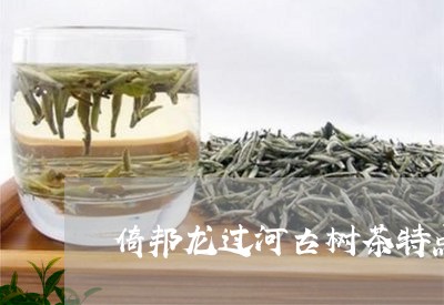 倚邦龙过河古树茶特点/2023061072604