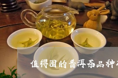 值得囤的普洱茶品种有哪些/2023110270360