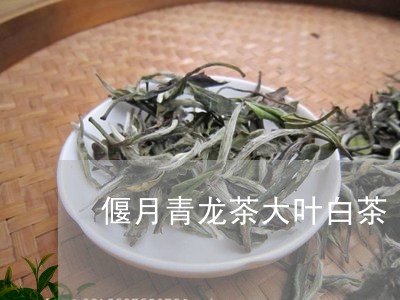 偃月青龙茶大叶白茶/2023121727360