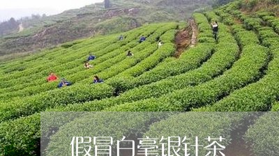 假冒白毫银针茶/2023112304037