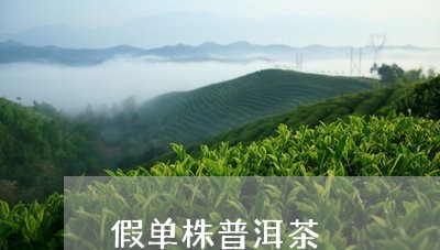 假单株普洱茶/2023042866794