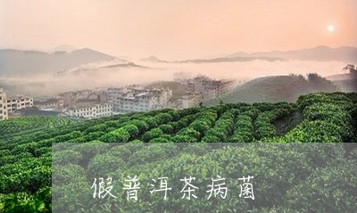 假普洱茶病菌/2023042602881