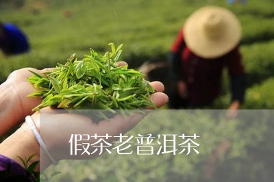 假茶老普洱茶/2023042822446