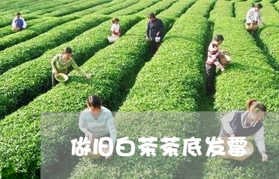 做旧白茶茶底发霉/2023061320490