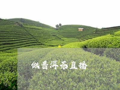 做普洱茶直播/2023042730186