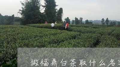 做福鼎白茶取什么名字/2023120627159