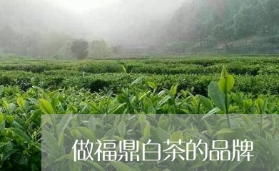 做福鼎白茶的品牌/2023061329492