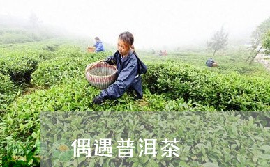 偶遇普洱茶/2023082873139