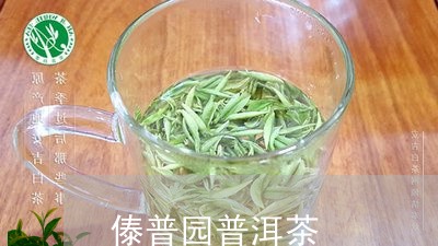 傣普园普洱茶/2023081839683