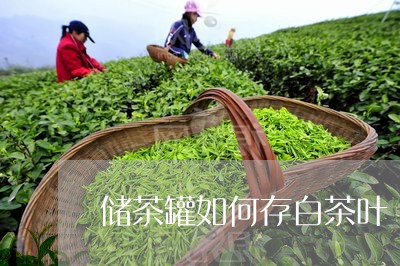 储茶罐如何存白茶叶/2023121775847