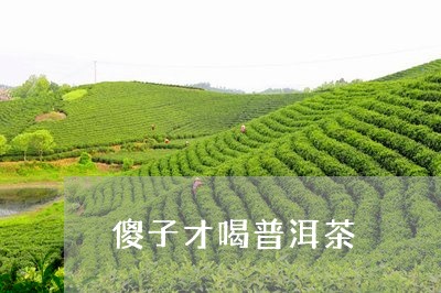 傻子才喝普洱茶/2023121313916