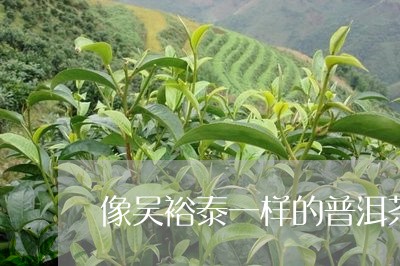 像吴裕泰一样的普洱茶/2023061503027