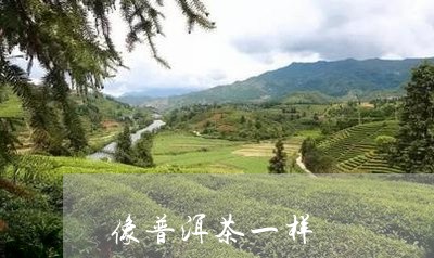 像普洱茶一样/2023090646360