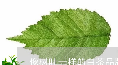 像树叶一样的白茶品牌/2023123177360