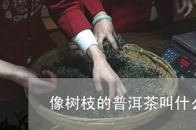 像树枝的普洱茶叫什么名字/2023121356169