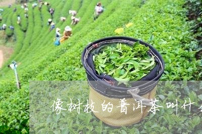 像树枝的普洱茶叫什么名称/2023082817481