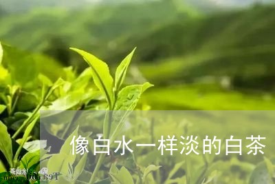 像白水一样淡的白茶/2023071565158