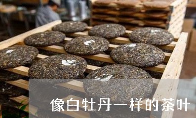 像白牡丹一样的茶叶/2023120538370