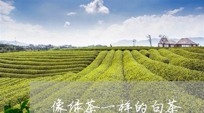 像绿茶一样的白茶/2023061376158