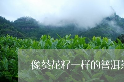 像葵花籽一样的普洱茶/2023092572934