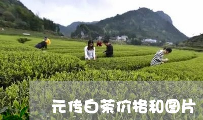 元传白茶价格和图片/2023081205184