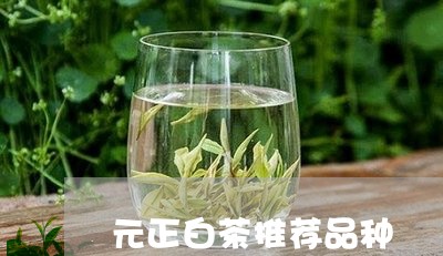 元正白茶推荐品种/2023061337504