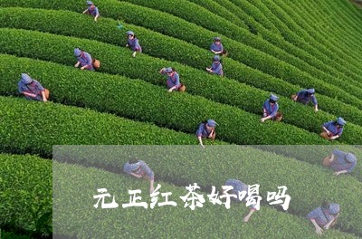 元正红茶好喝吗/2023042905933