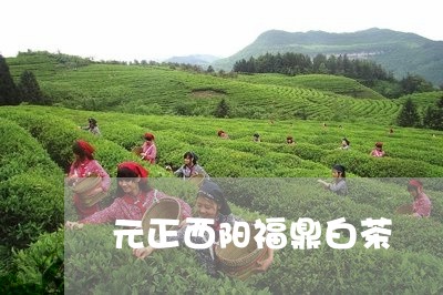 元正西阳福鼎白茶/2023112699402