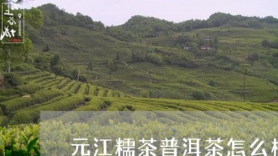 元江糯茶普洱茶怎么样/2023073185138