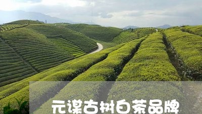 元谋古树白茶品牌/2023061313046