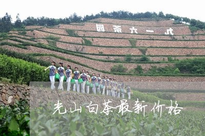 光山白茶最新价格/2023061358725