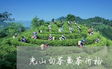 光山白茶黄茶价格/2023061354027