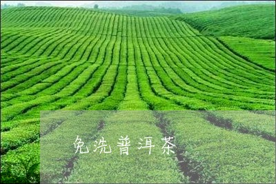 免洗普洱茶/2023090607169