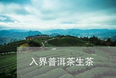 入界普洱茶生茶/2023081875927