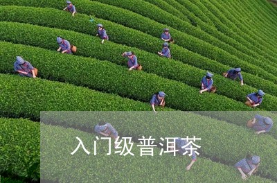 入门级普洱茶/2023042924506