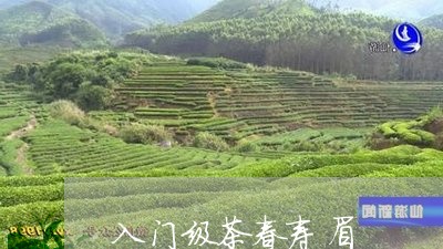 入门级茶春寿眉/2023112460695