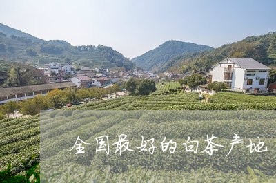 全国最好的白茶产地/2023121735259