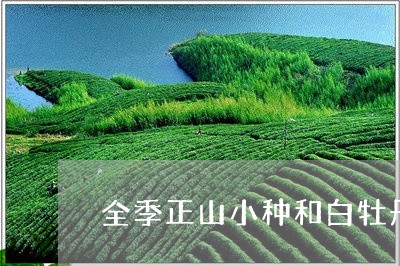 全季正山小种和白牡丹/2023120948361