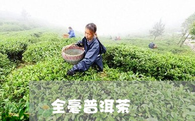 全毫普洱茶/2023090677503