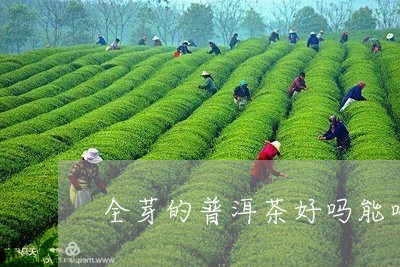 全芽的普洱茶好吗能喝吗/2023082731725