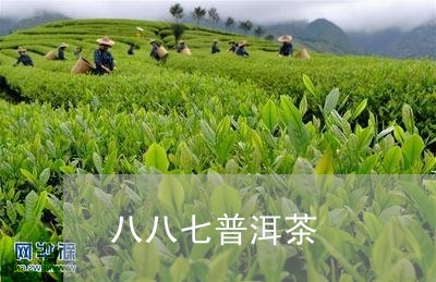 八八七普洱茶/2023042978119