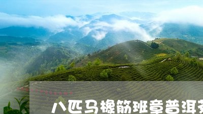 八匹马橡筋班章普洱茶/2023072176060