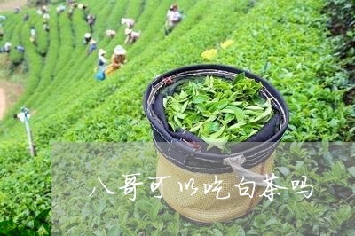 八哥可以吃白茶吗/2023061375058